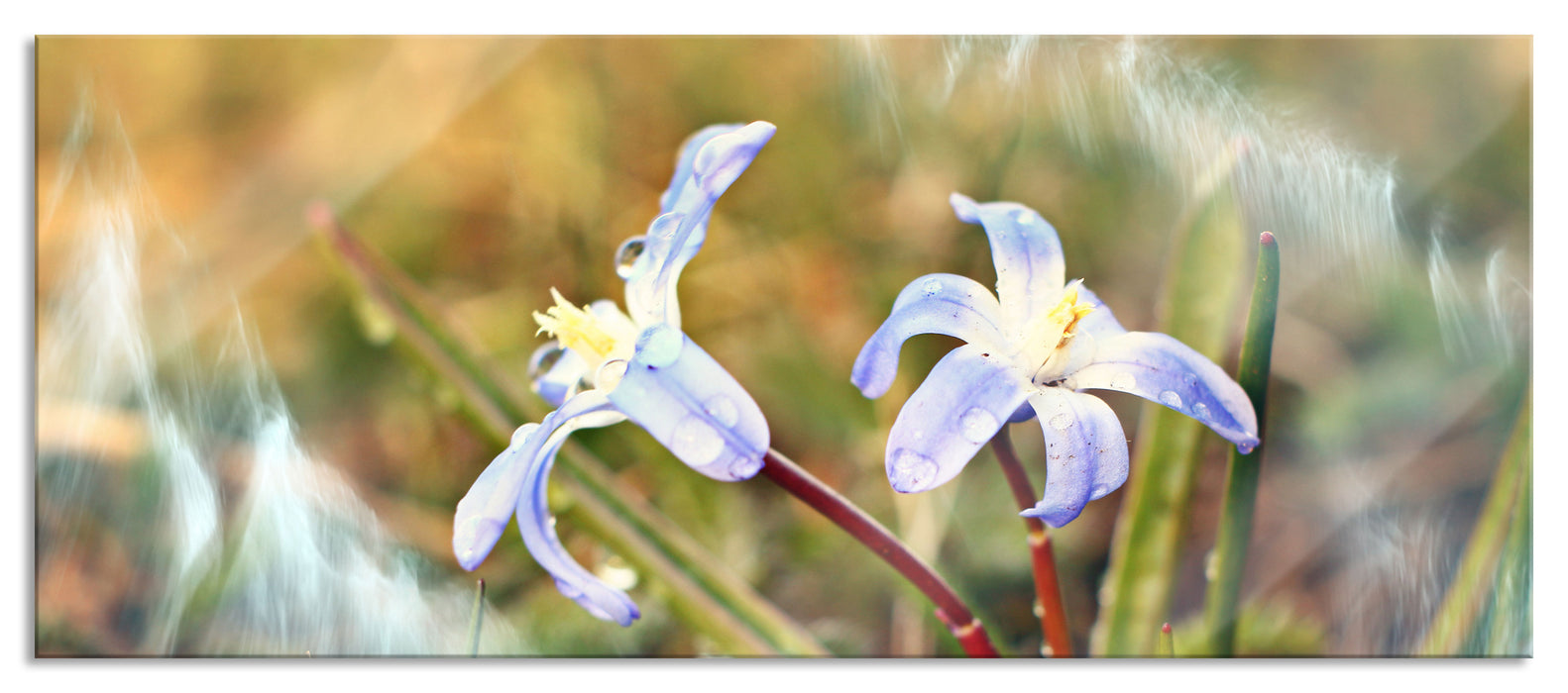 Pixxprint Kleine Lila Waldblume, Glasbild Panorama