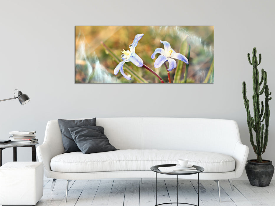 Kleine Lila Waldblume, Glasbild Panorama