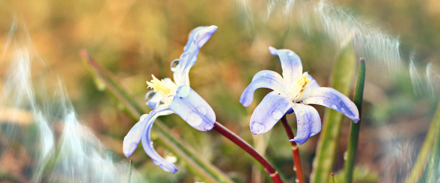 Kleine Lila Waldblume, Glasbild Panorama