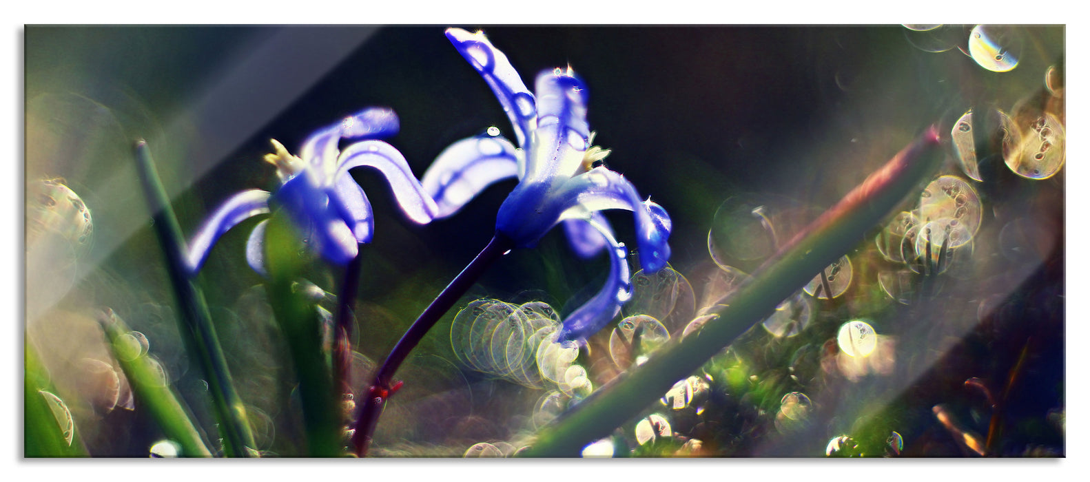 Pixxprint Wiesenblumen Morgen, Glasbild Panorama