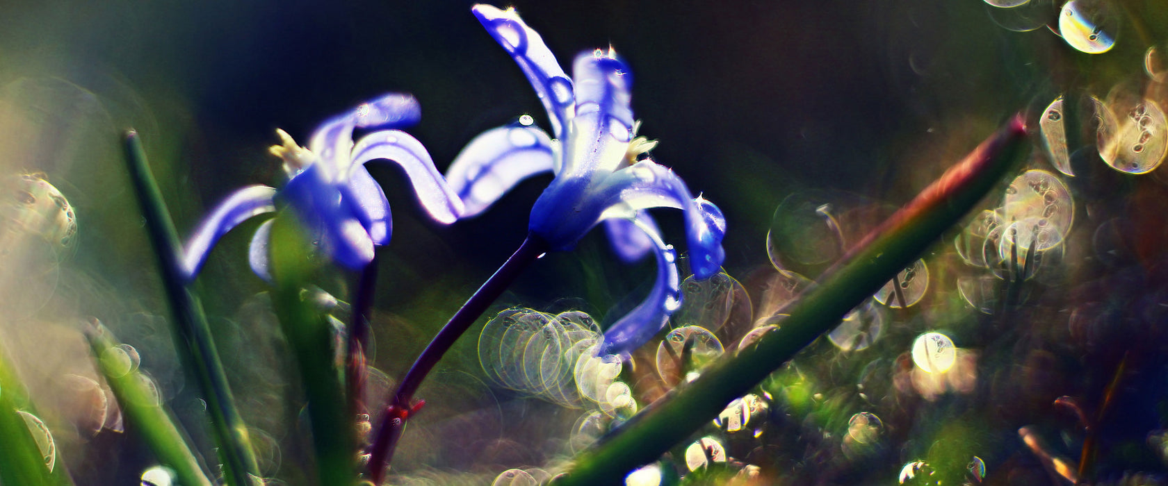 Wiesenblumen Morgen, Glasbild Panorama