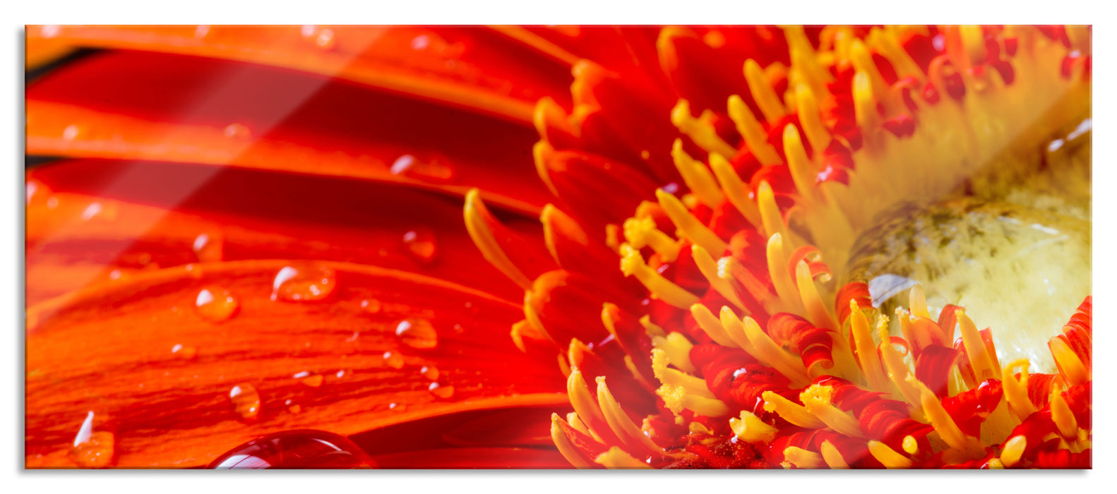 Pixxprint Gerbera mit Wassertropfen, Glasbild Panorama