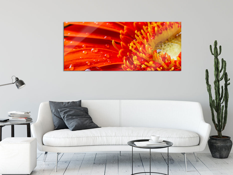 Gerbera mit Wassertropfen, Glasbild Panorama