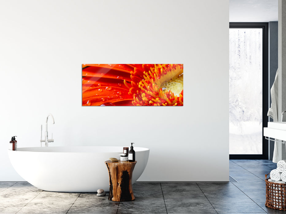 Gerbera mit Wassertropfen, Glasbild Panorama