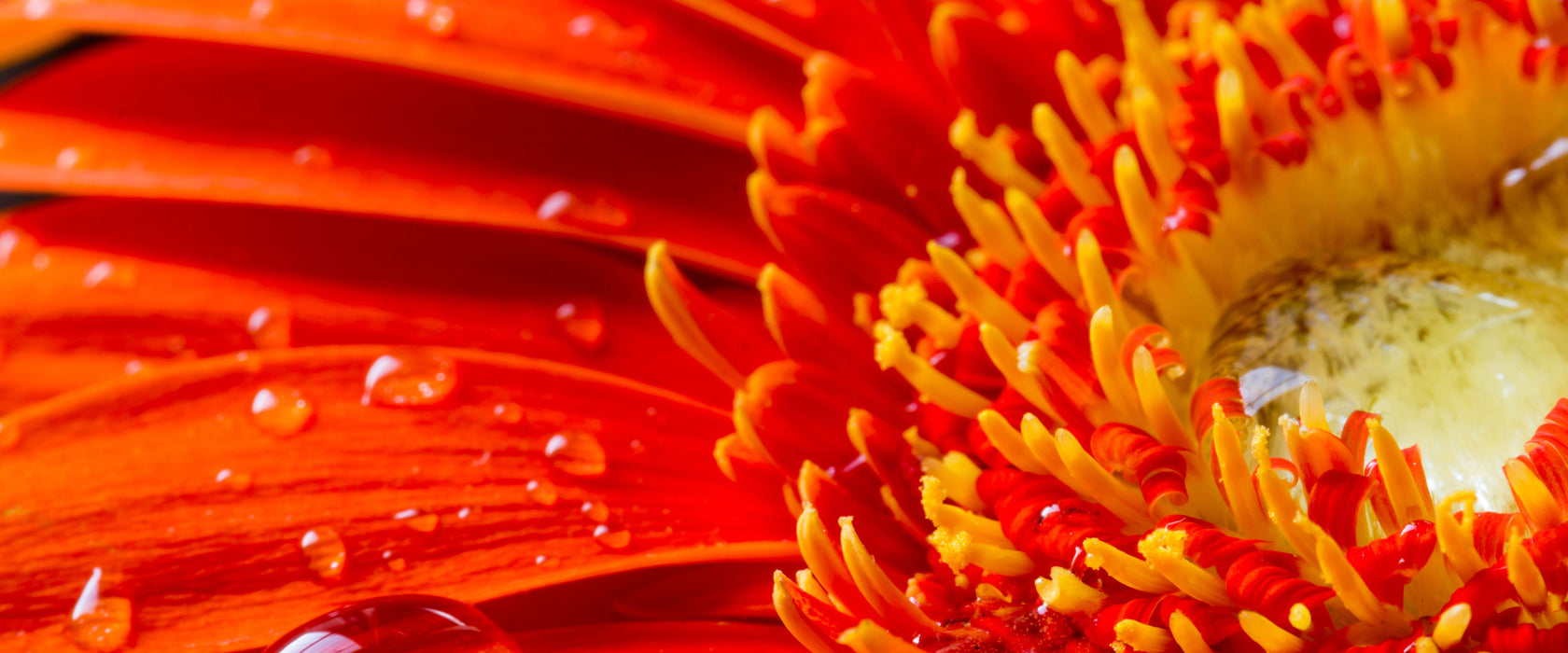 Gerbera mit Wassertropfen, Glasbild Panorama