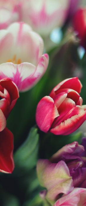 Wunderbarer Tulpenstrauß, Glasbild Panorama