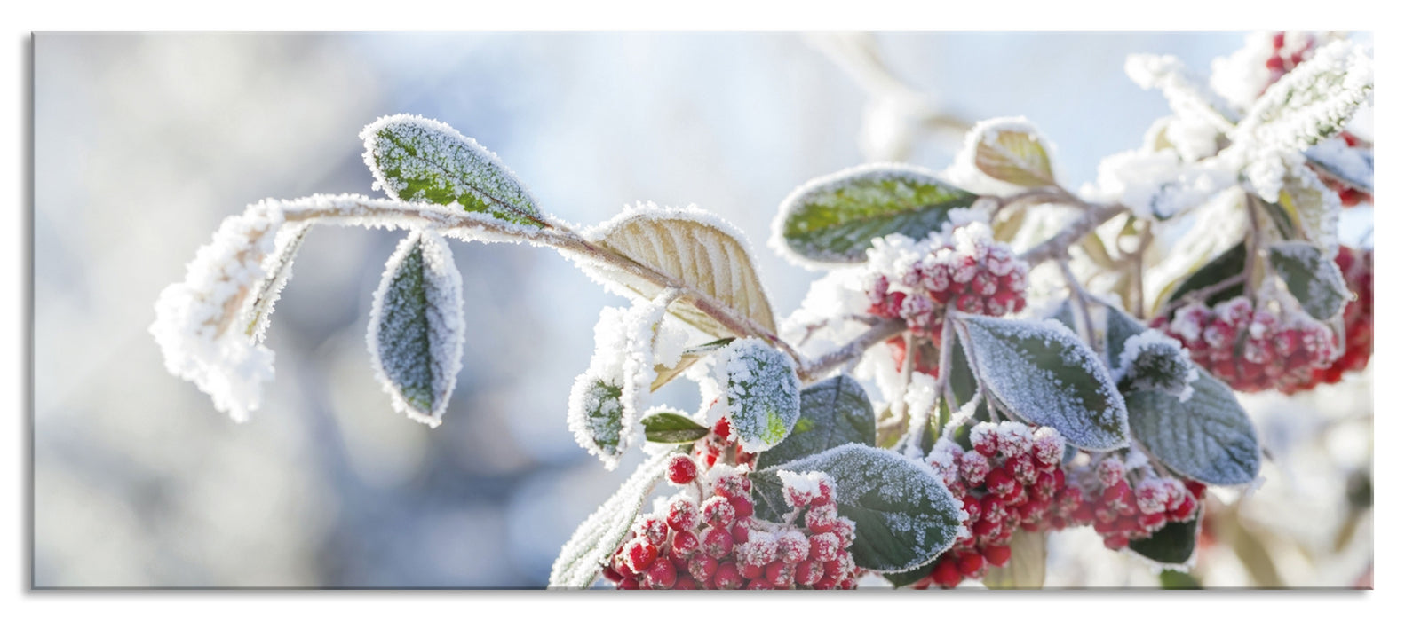 Pixxprint Vogelbeeren im Winter, Glasbild Panorama