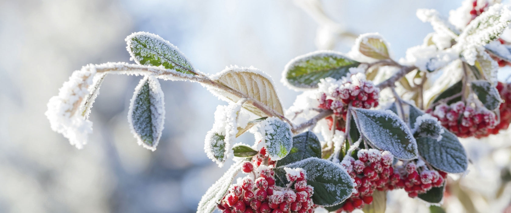 Vogelbeeren im Winter, Glasbild Panorama