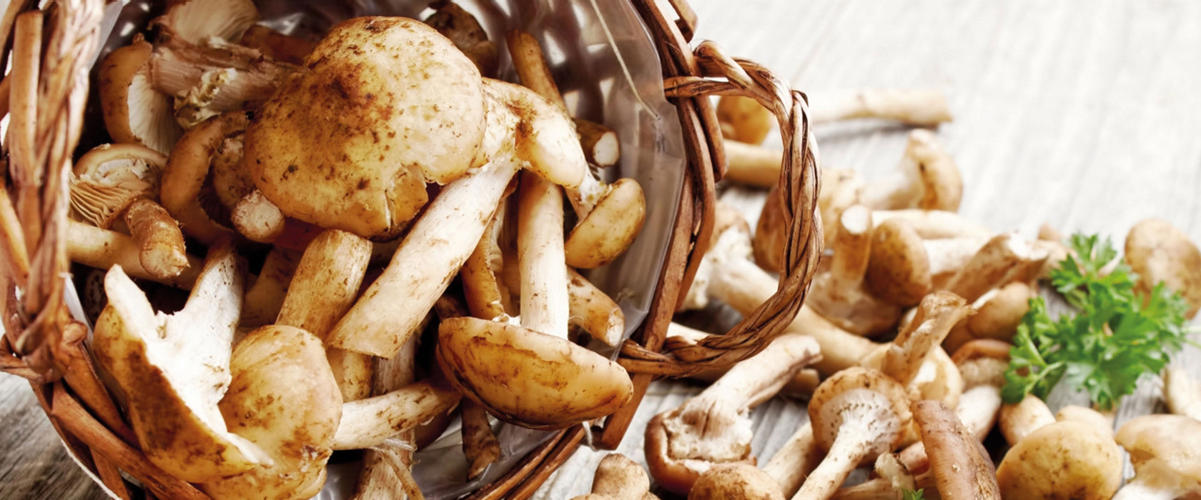 Pilzkörbchen auf Holz, Glasbild Panorama