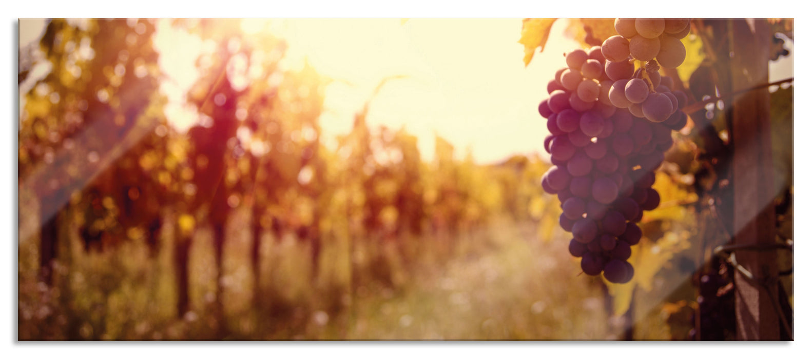 Pixxprint Weinberg im Abendlicht, Glasbild Panorama