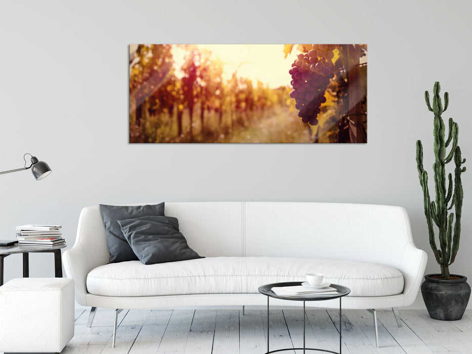 Weinberg im Abendlicht, Glasbild Panorama