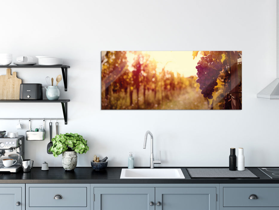 Weinberg im Abendlicht, Glasbild Panorama