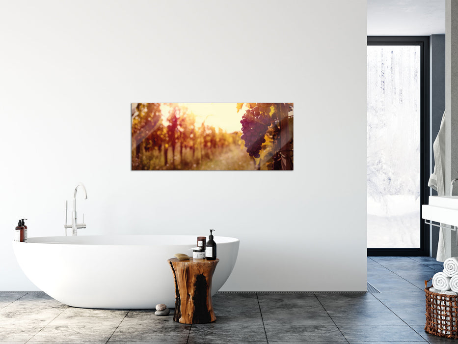 Weinberg im Abendlicht, Glasbild Panorama