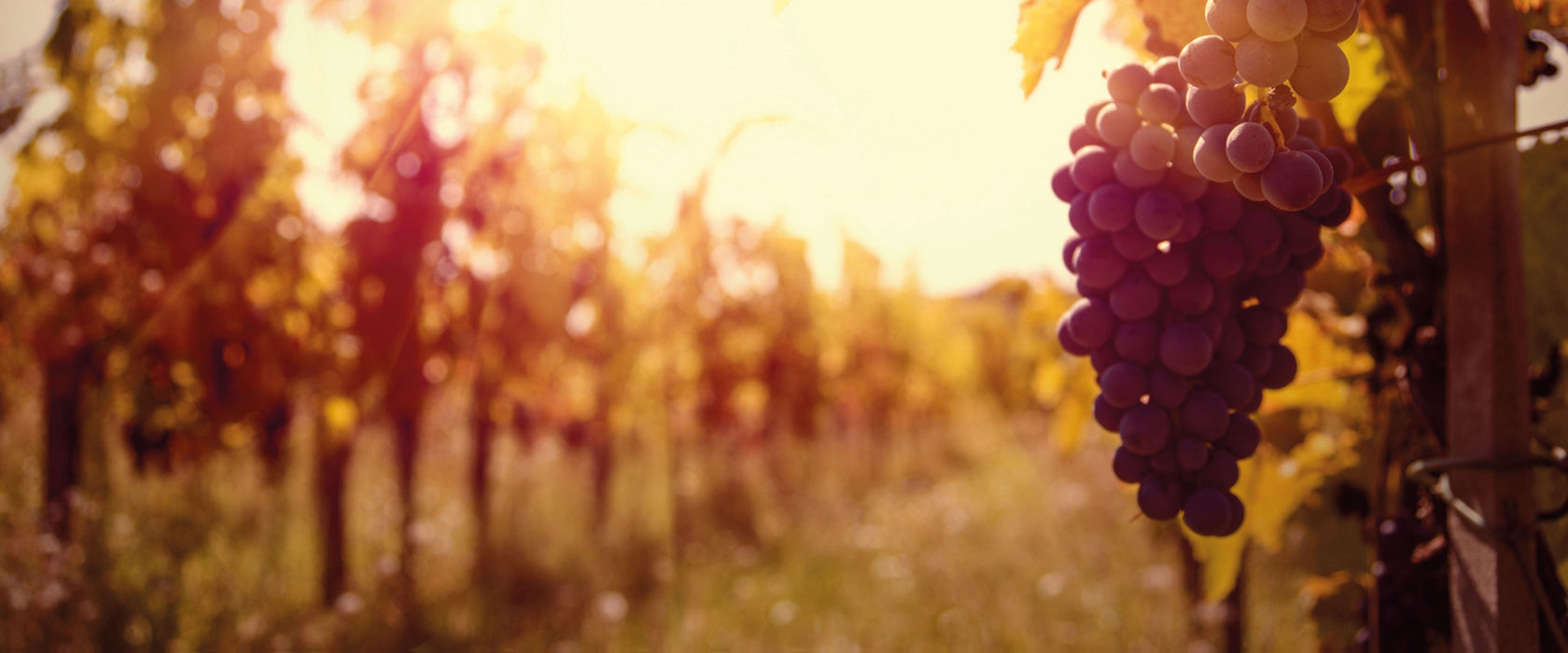 Weinberg im Abendlicht, Glasbild Panorama