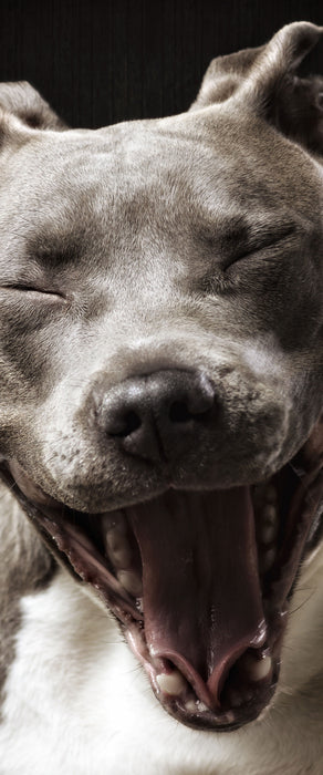 Lachender Pitbull, Glasbild Panorama