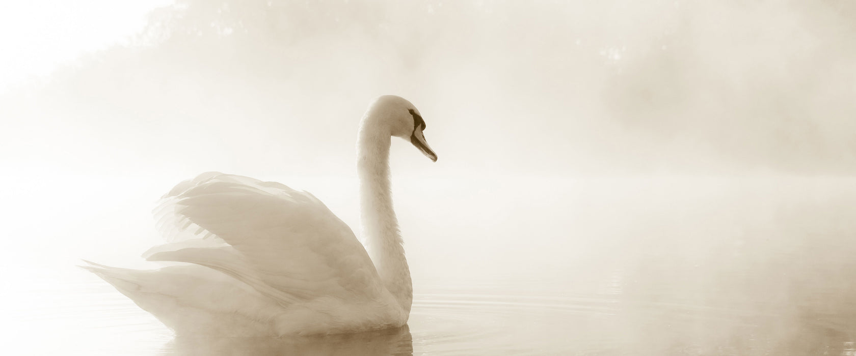 Schwan im Morgennebel, Glasbild Panorama