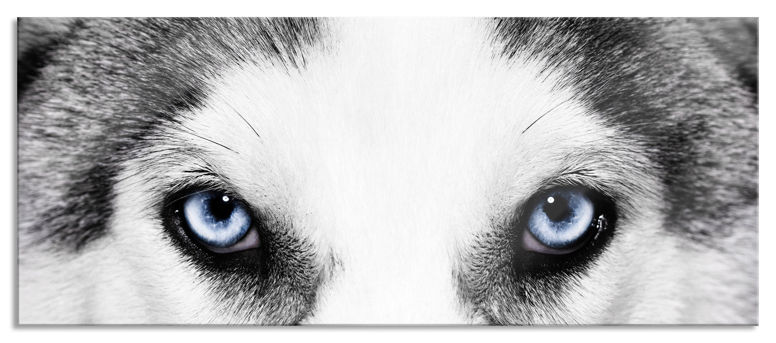 Pixxprint Husky mit Eisblauen Augen, Glasbild Panorama