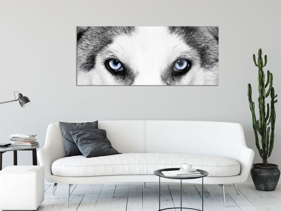 Husky mit Eisblauen Augen, Glasbild Panorama