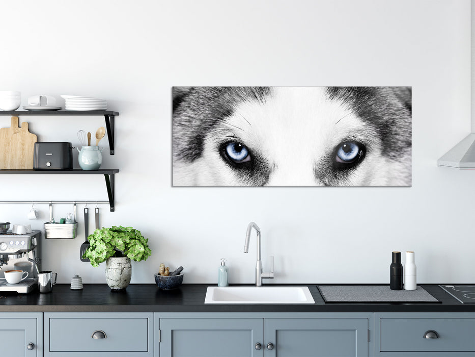 Husky mit Eisblauen Augen, Glasbild Panorama