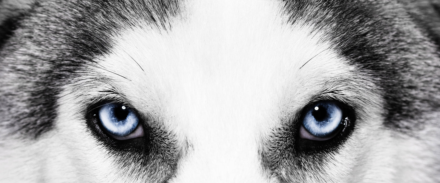 Husky mit Eisblauen Augen, Glasbild Panorama