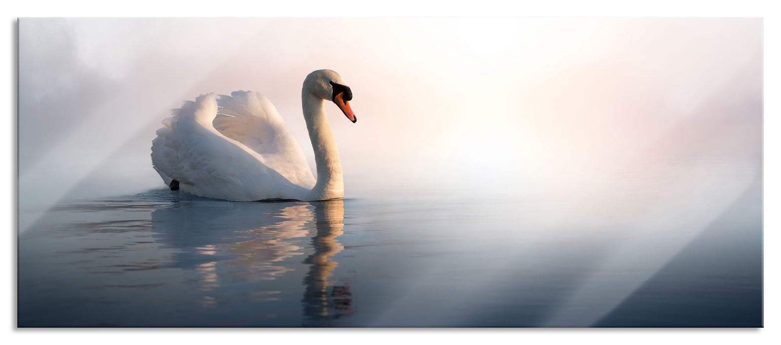 Pixxprint traumhafter weißer Schwan im See, Glasbild Panorama