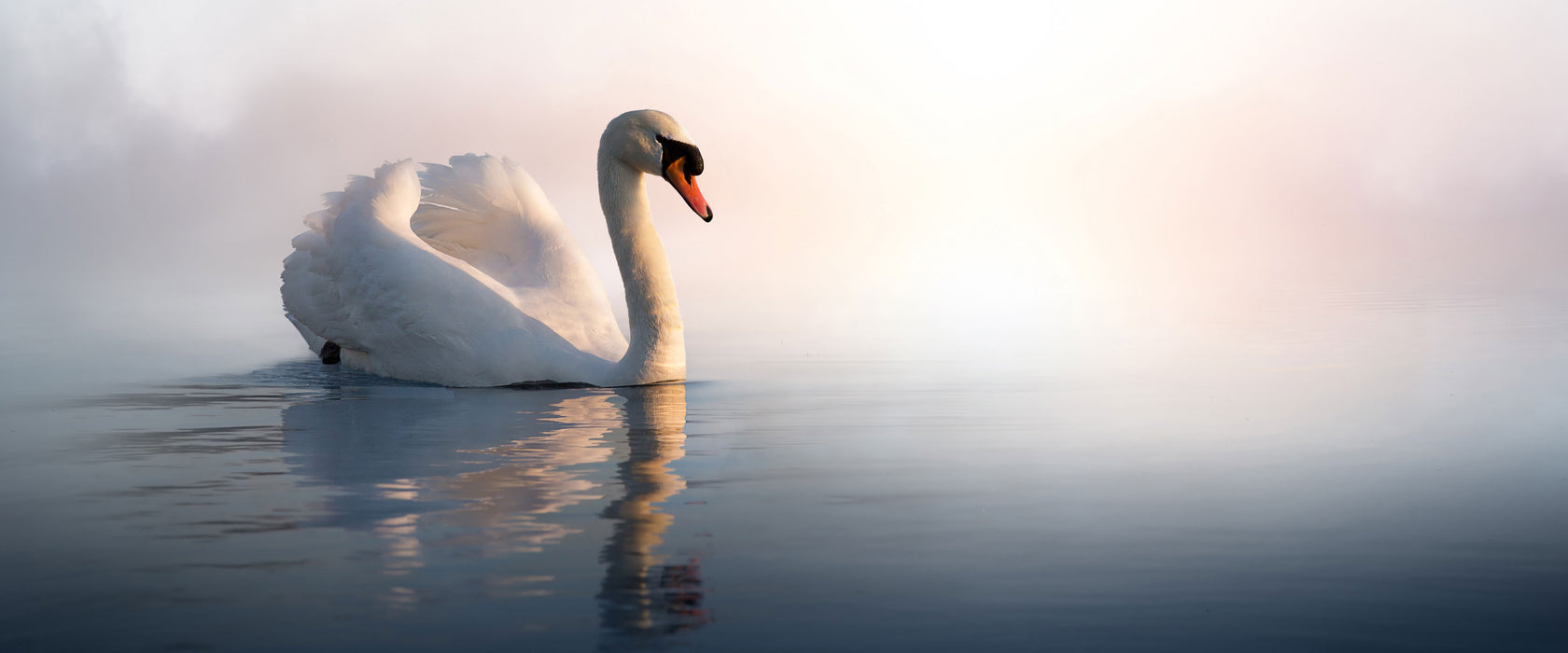 traumhafter weißer Schwan im See, Glasbild Panorama