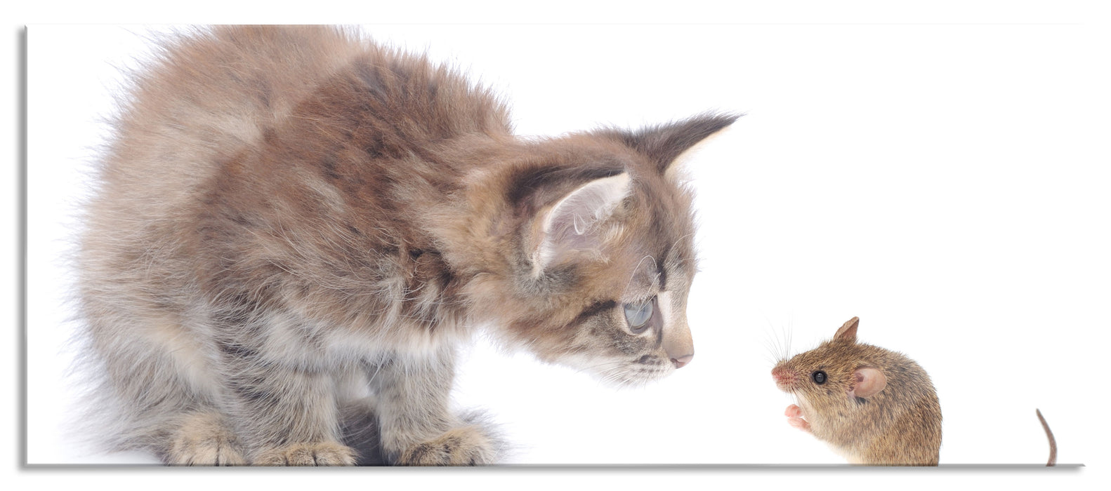 Pixxprint Katze und Maus Freunde, Glasbild Panorama