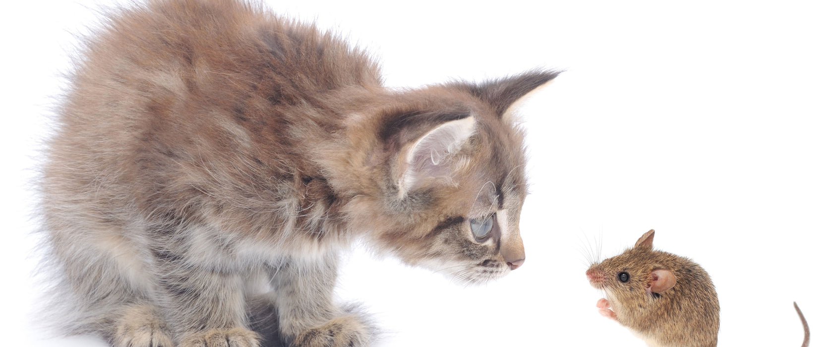 Katze und Maus Freunde, Glasbild Panorama