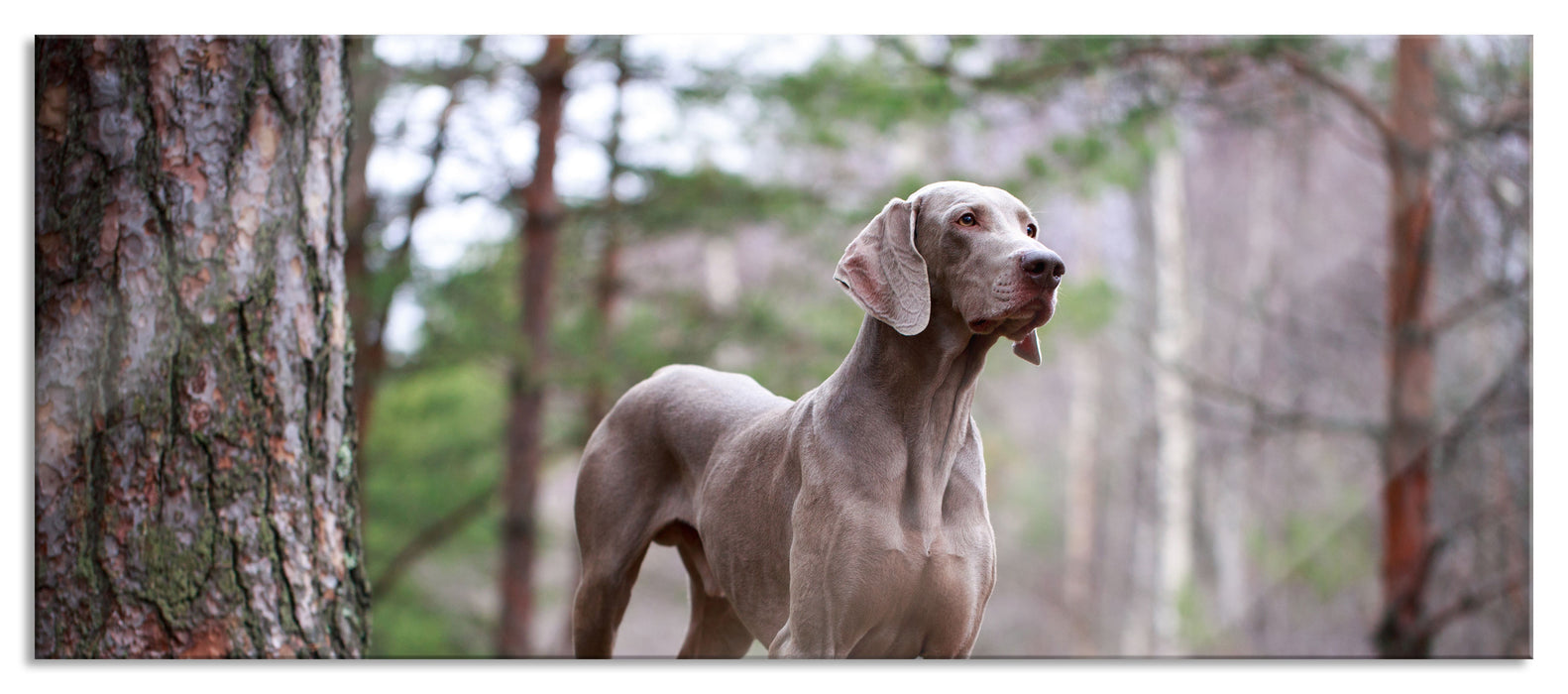 Pixxprint Edler Weimaraner im Wald, Glasbild Panorama