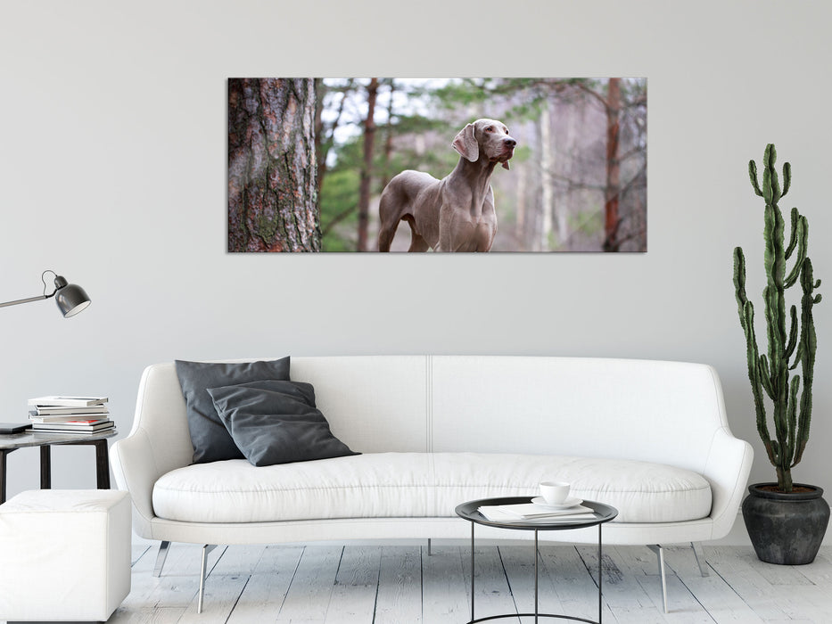 Edler Weimaraner im Wald, Glasbild Panorama