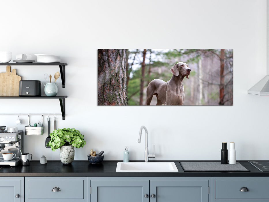 Edler Weimaraner im Wald, Glasbild Panorama