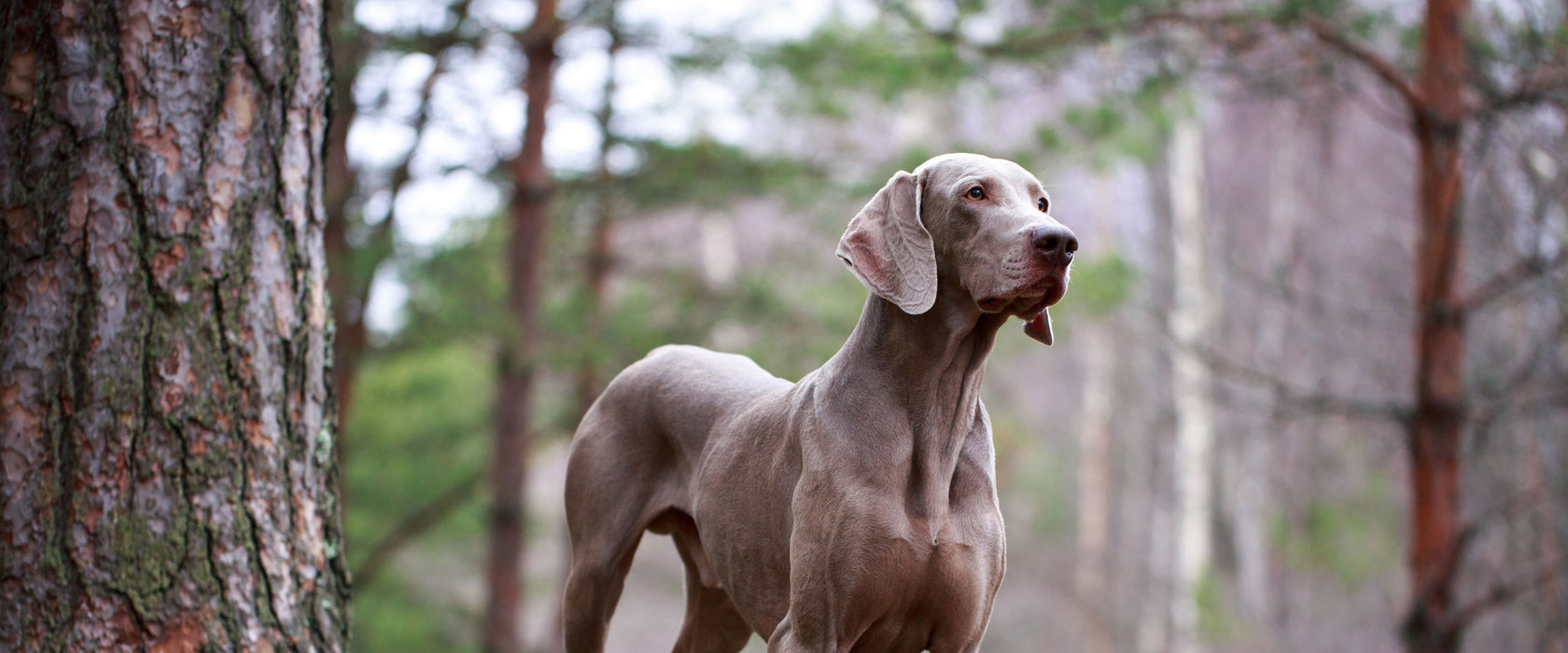 Edler Weimaraner im Wald, Glasbild Panorama