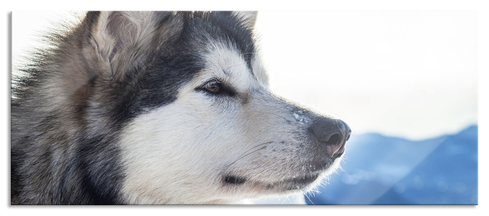 Pixxprint Süßer Husky im Schnee, Glasbild Panorama