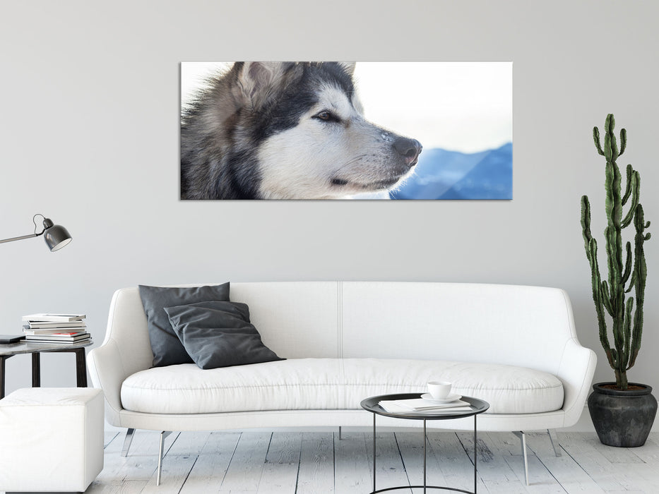 Süßer Husky im Schnee, Glasbild Panorama