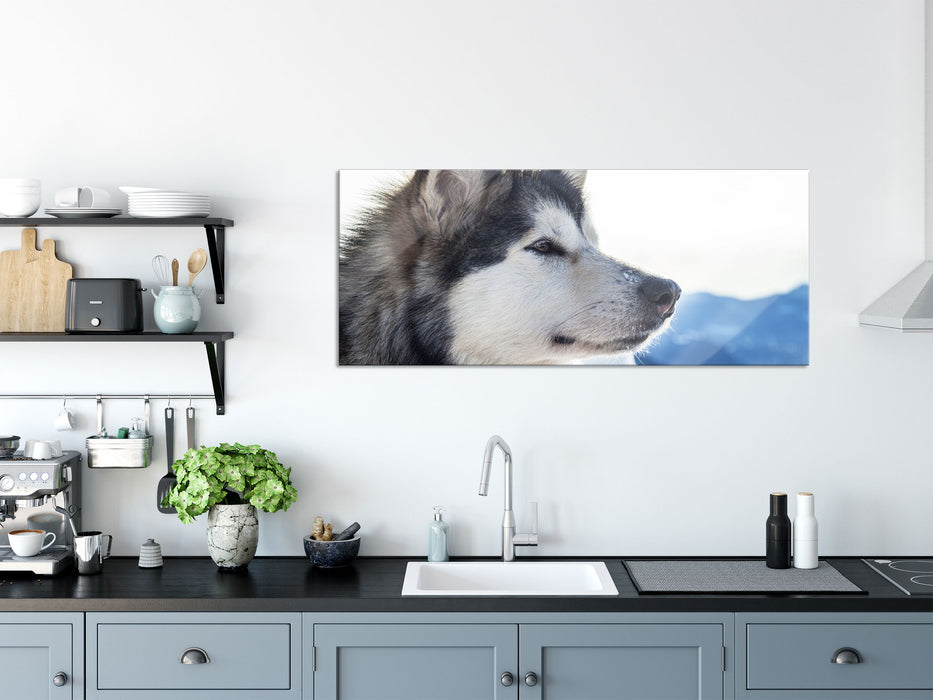 Süßer Husky im Schnee, Glasbild Panorama