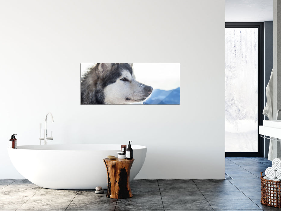 Süßer Husky im Schnee, Glasbild Panorama