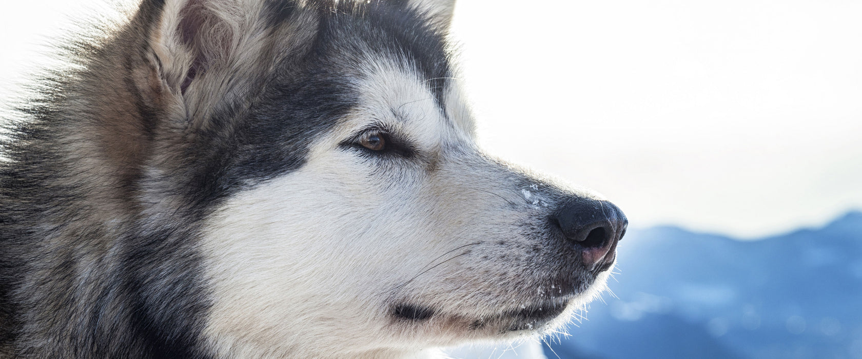 Süßer Husky im Schnee, Glasbild Panorama