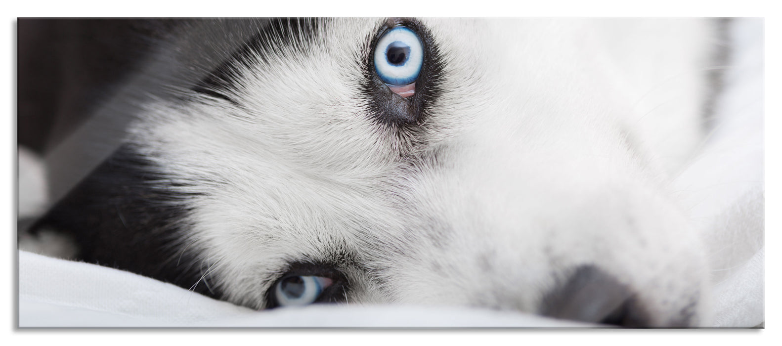 Pixxprint Husky mit Eisblauen Augen im Bett, Glasbild Panorama