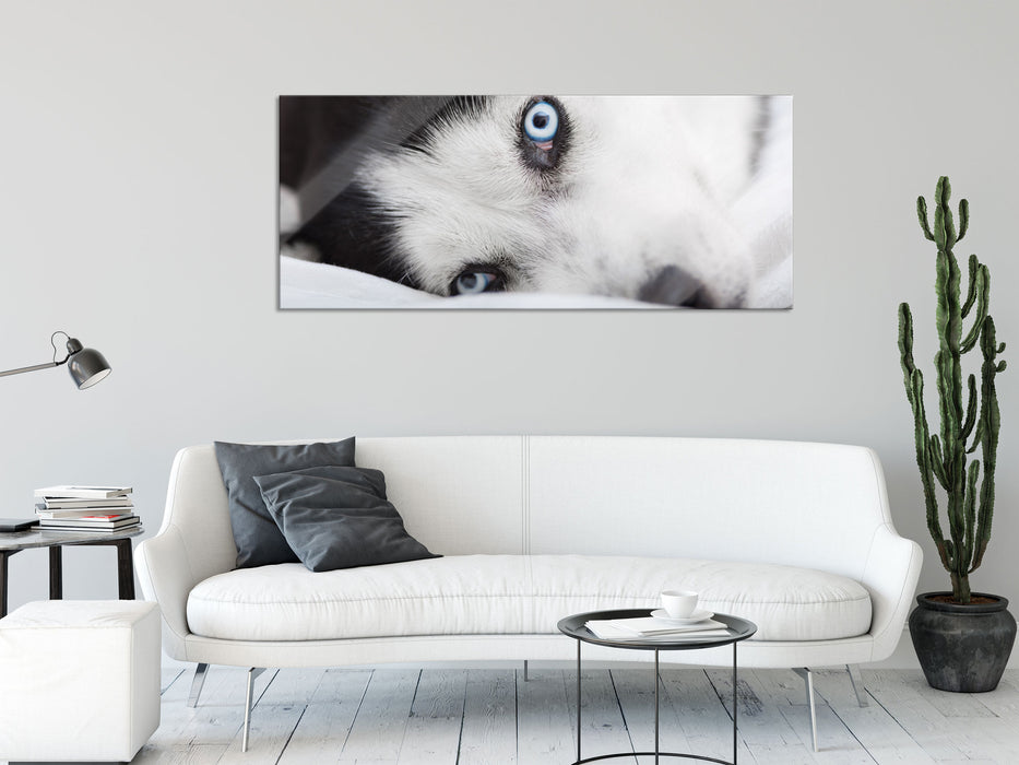 Husky mit Eisblauen Augen im Bett, Glasbild Panorama