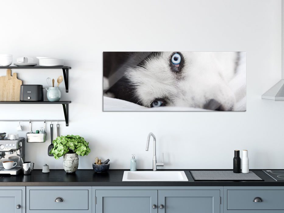 Husky mit Eisblauen Augen im Bett, Glasbild Panorama