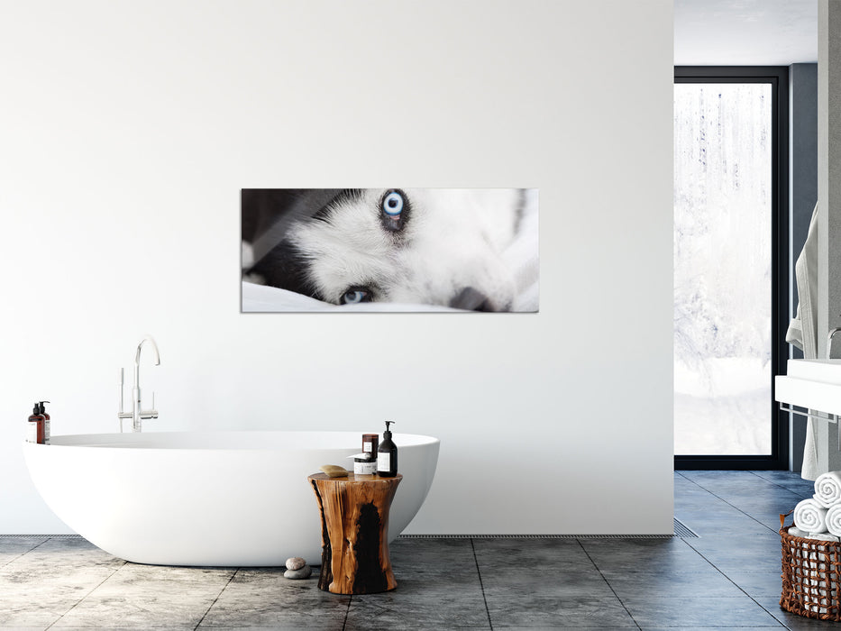 Husky mit Eisblauen Augen im Bett, Glasbild Panorama