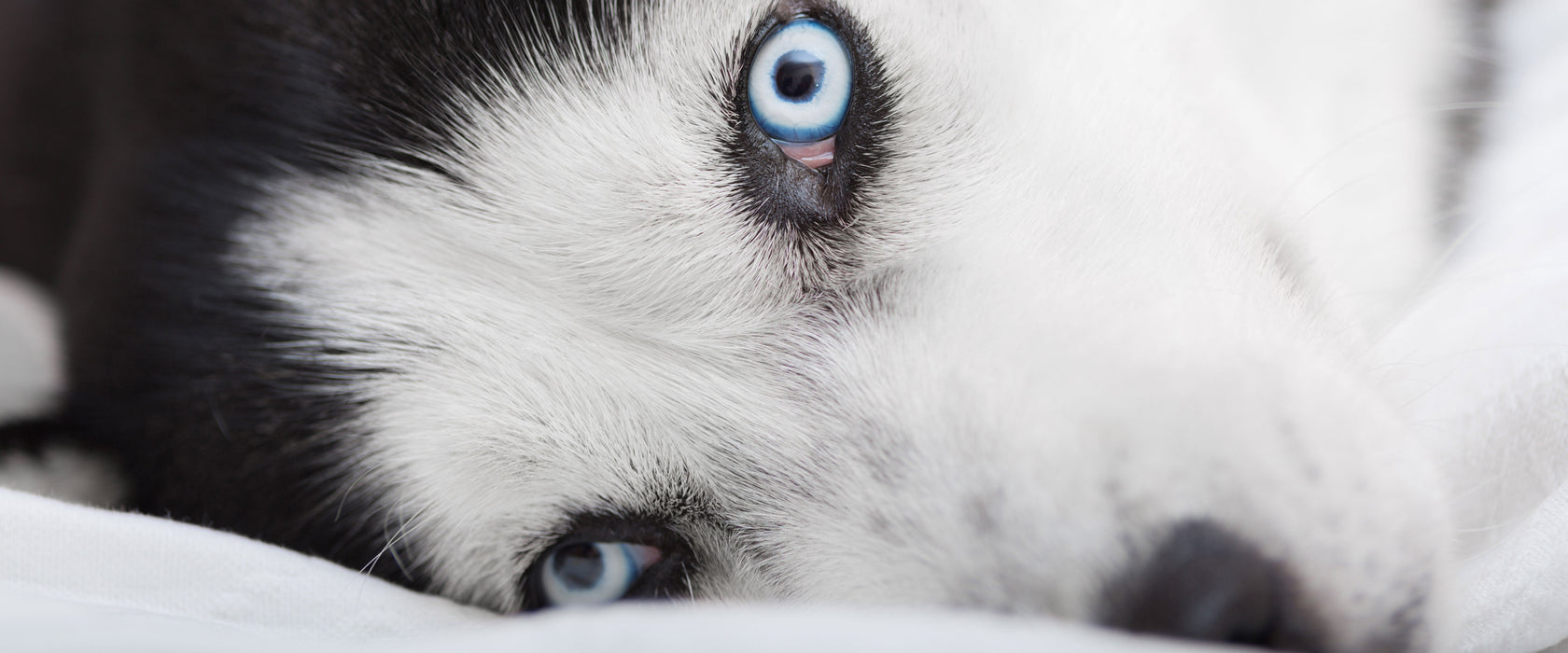 Husky mit Eisblauen Augen im Bett, Glasbild Panorama