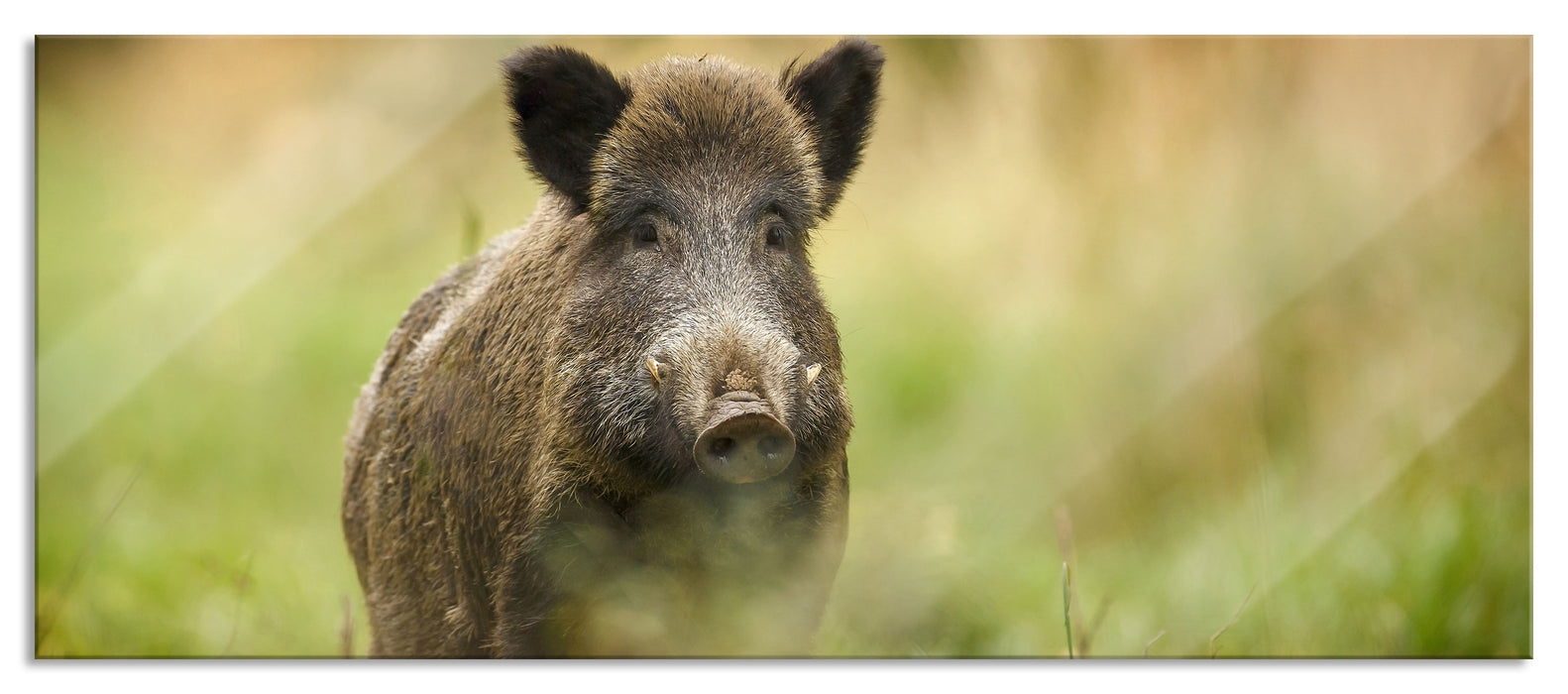 Pixxprint Stolzes Wildschwein im Wald, Glasbild Panorama