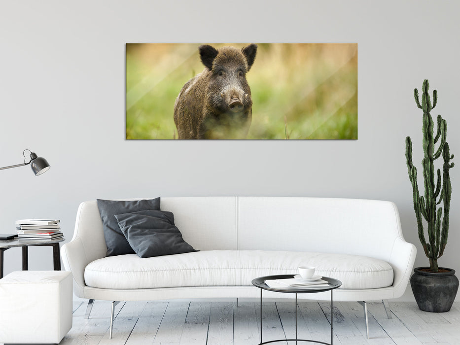 Stolzes Wildschwein im Wald, Glasbild Panorama