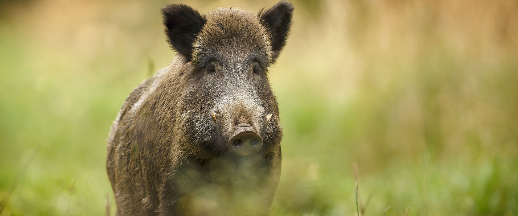 Stolzes Wildschwein im Wald, Glasbild Panorama