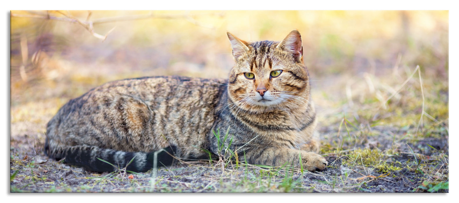 Pixxprint Ruhende Katze im Wald, Glasbild Panorama