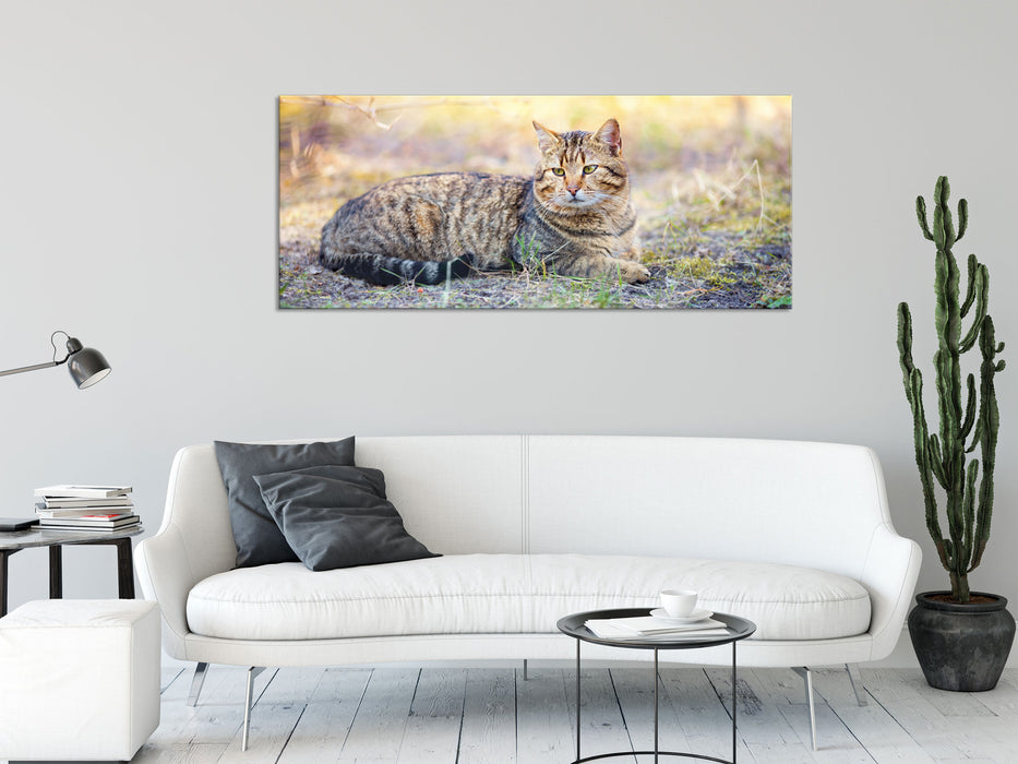 Ruhende Katze im Wald, Glasbild Panorama