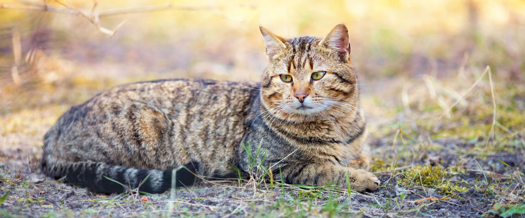 Ruhende Katze im Wald, Glasbild Panorama