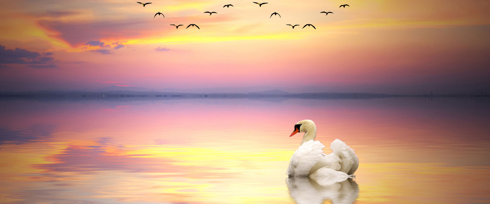 Schwan bei Sonnenuntergang, Glasbild Panorama