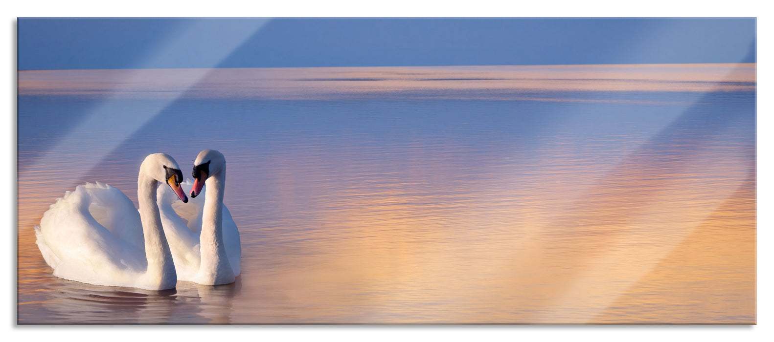 Pixxprint Schwäne in Abenddämmerung, Glasbild Panorama